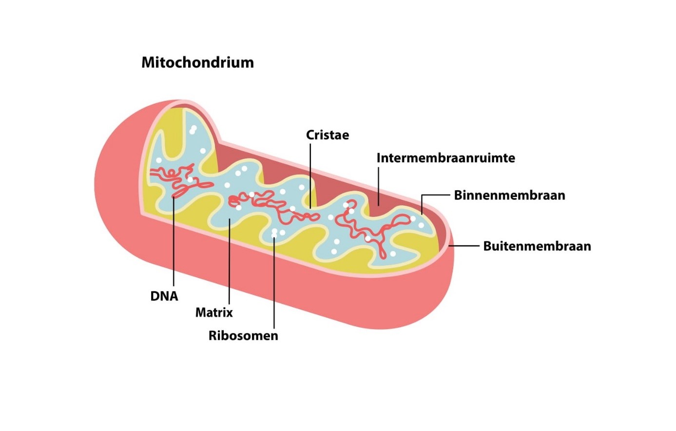 Mitochondria mE/CVS